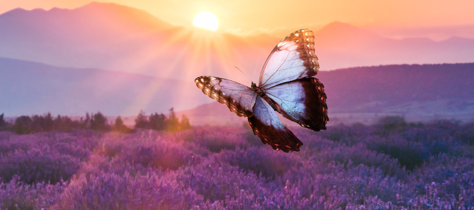 Butterfly flying in a field of lavender with sunset on the horizon